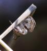 Cyclosa sp.